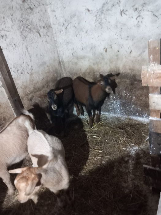 Vendo ou troco 2 cabras pranhas e 3 chibos