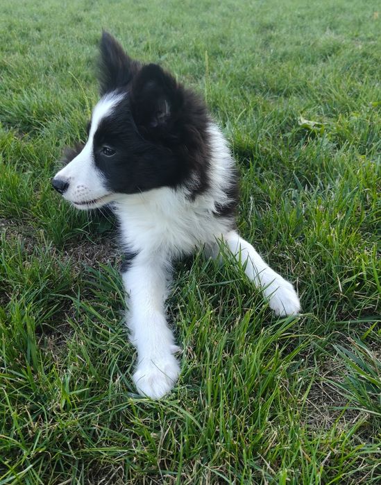 Border Collie czarno-biała suczka Juno, gotowa do odbioru