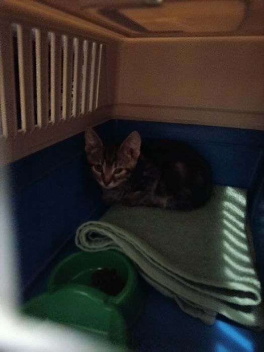 Одам кота в добрі руки