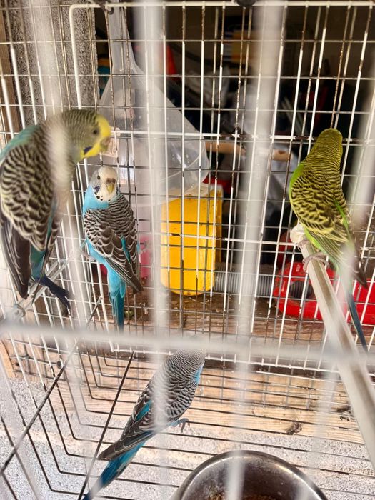 Agapornis e Periquitos Puros