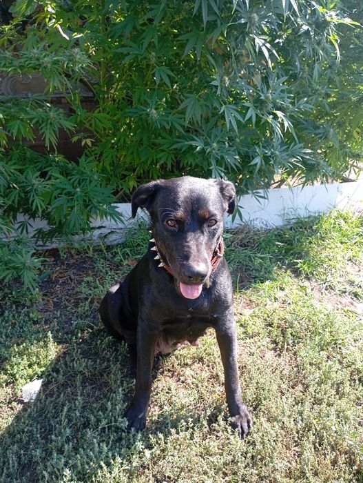 Продам щенка лабрадора