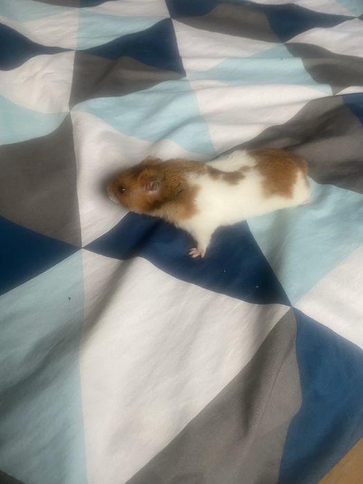 Chomik za darmo
