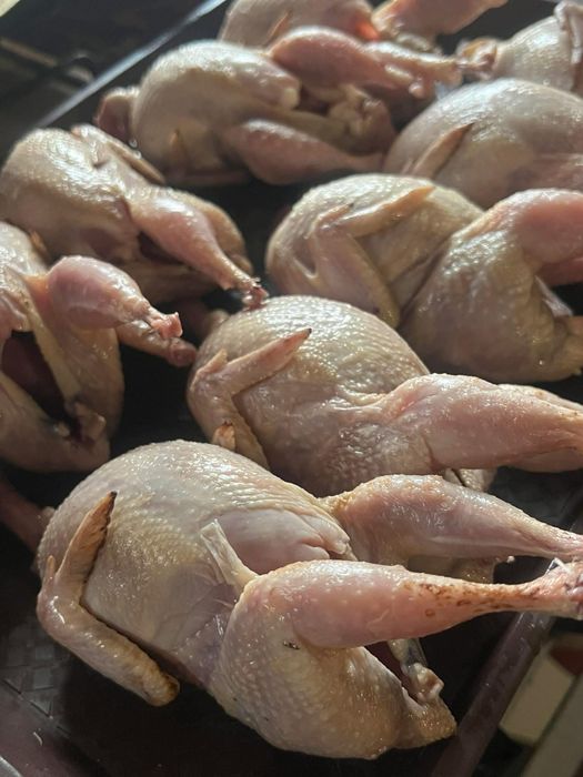 Тушки перепілок перепела мясо перепела перепелка