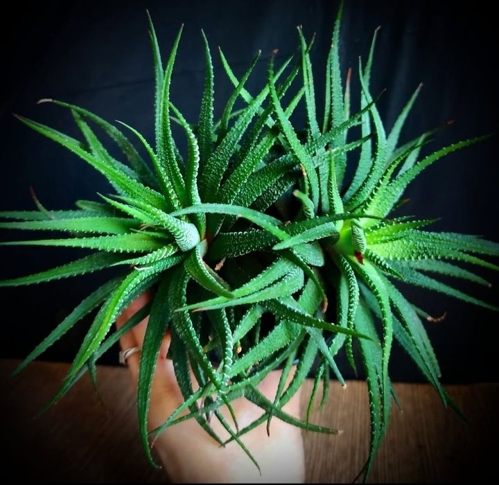 Рослинки на обмін.