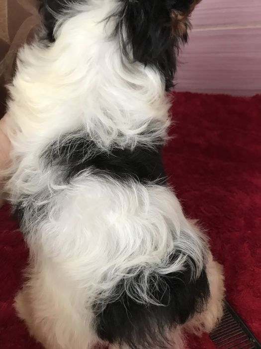 Мініатюрний кобель бівер