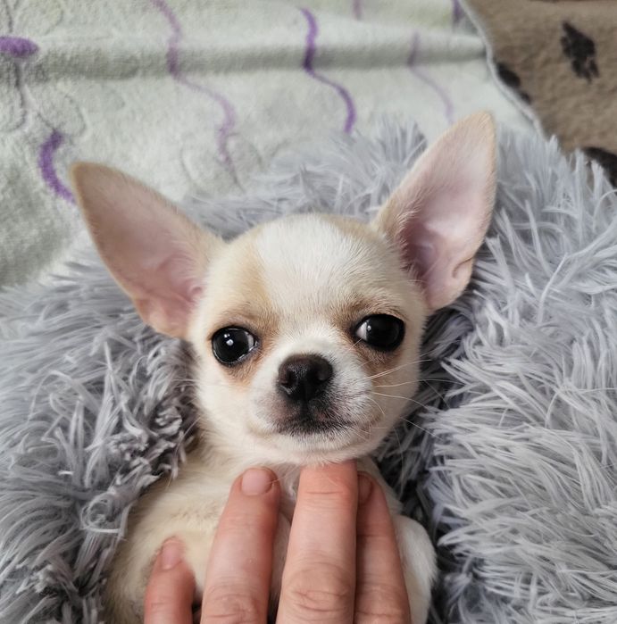 Міні дюймовочка чихуахуа