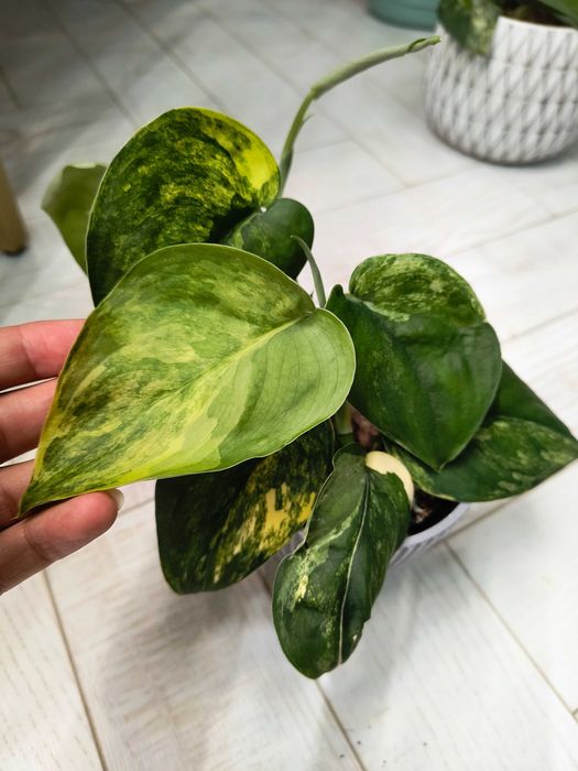 Scindapsus jade satin aurea variegata nr.2