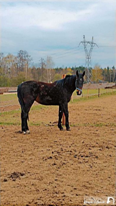 Kukułka - młoda klacz do bezpłatnej adopcji