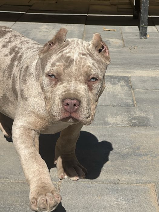American bully xl