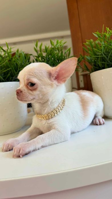 Chłopczyk Chihuahua Cream&Biel Miniaturka z Rodowodem Chipem Justin