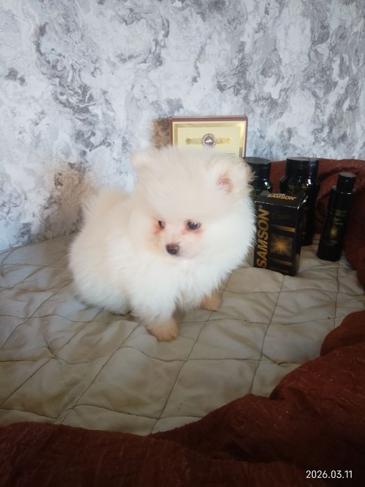 Померанський шпіц готовий до продажу