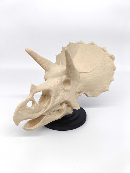 Crânio de Triceratops com base - Busto de alta qualidade - Dinossauros