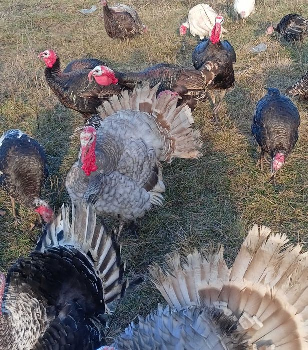 Інкубаційні індичі яйця
