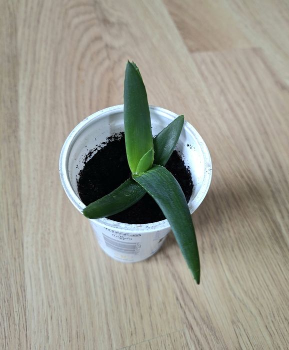 Alworthia/Aloes Black Gem
