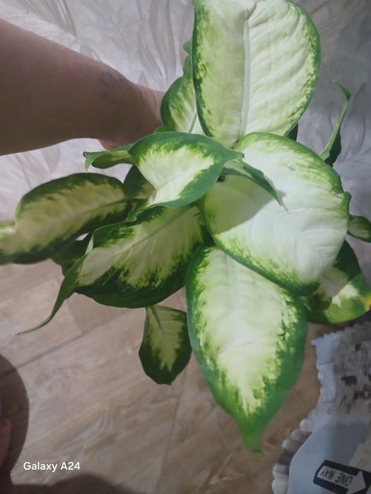 Цикламен  цибуля,фікус,аспарагус,афеландра,манкі