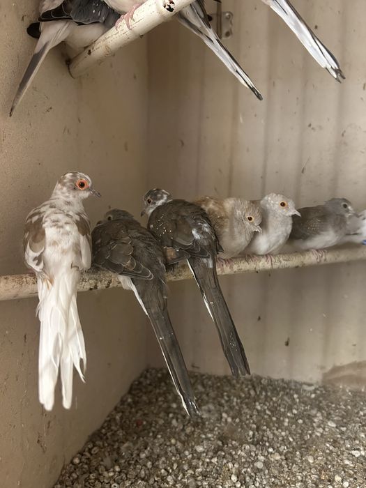 Gołąbki Diamentowe Szeki i Biala Parka