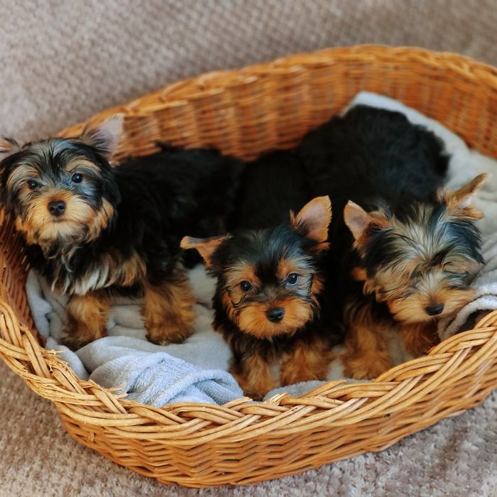 Yorkshire terrier piesek