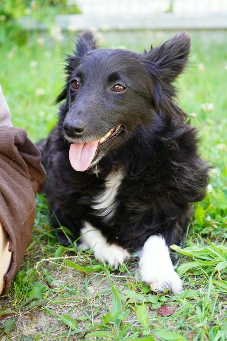 Suczka goya do adopcji mała czarna