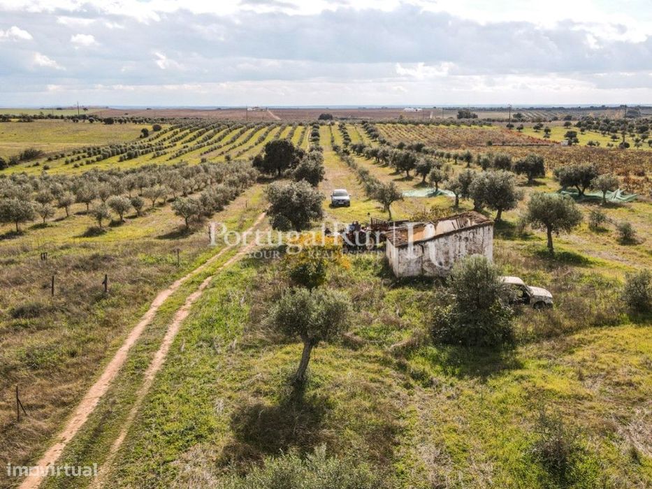 Terreno de 7,5ha com olival e ruína