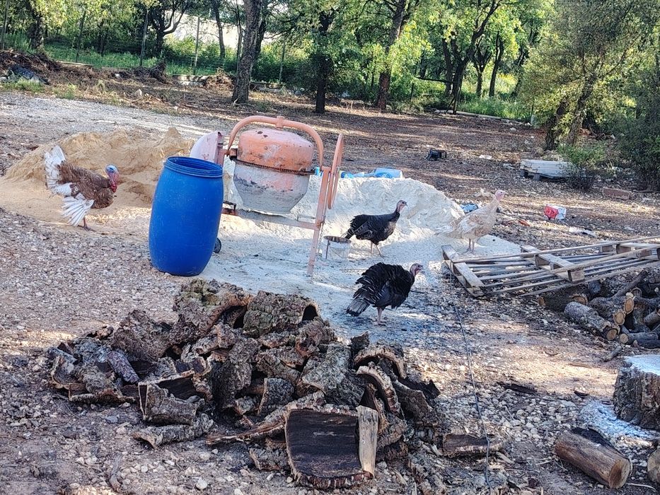 Animais perus vendo ou troco