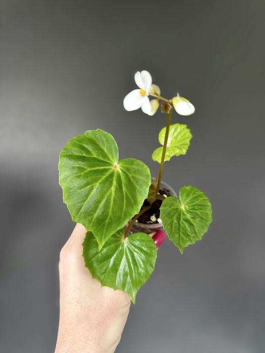 Бегония, begonia