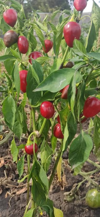 Насіння гострого перцю чилі "Лола"