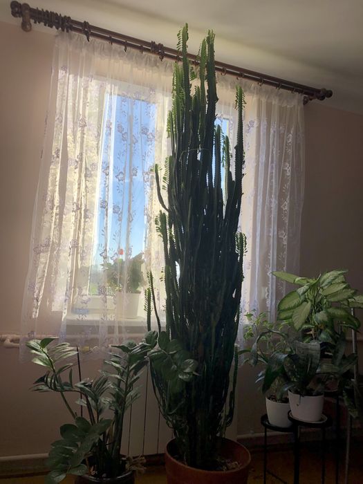 Wilczomlecz trójżebrowy