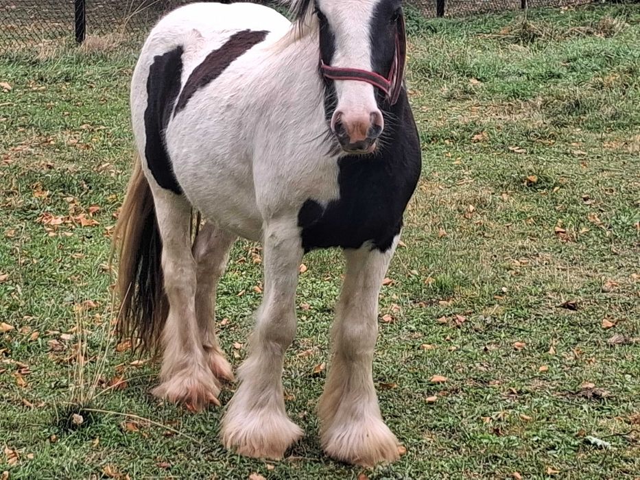 Klacz tinker gypsy cob