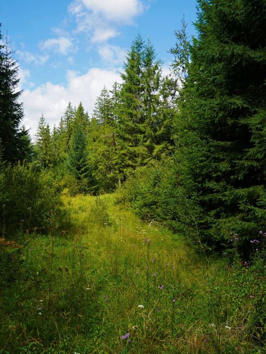 Ділянка в Карпатах біля річки ( Кривопільський перевал )