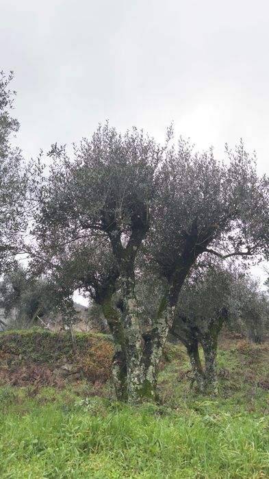 Vendem-se oliveiras maduras, saudáveis e bem desenvolvidas, ideais para jardins, quintas, herdades ou projetos de paisagismo.