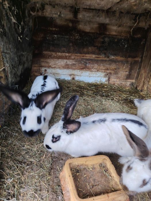 Sprzedam króliki – srokacz niemiecki (samce i samice)