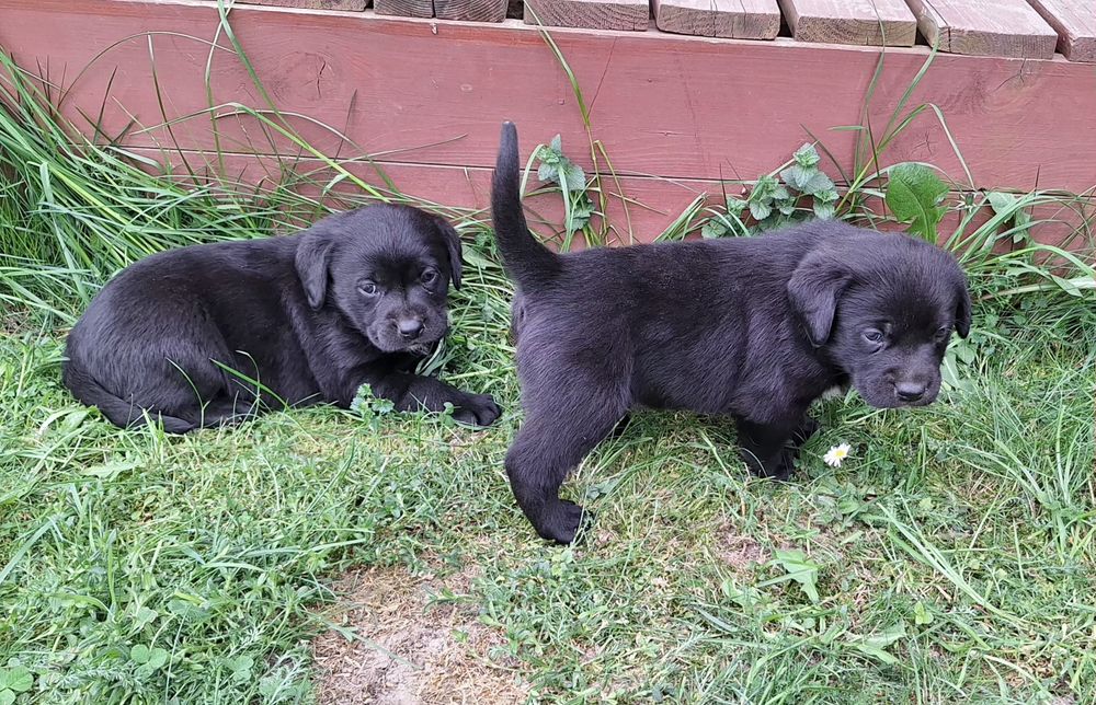 REZERWACJA !!! Oddam labradora,