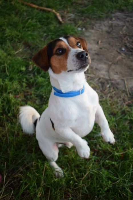 В'язка. Джек Рассел Тер'єр (злучка)