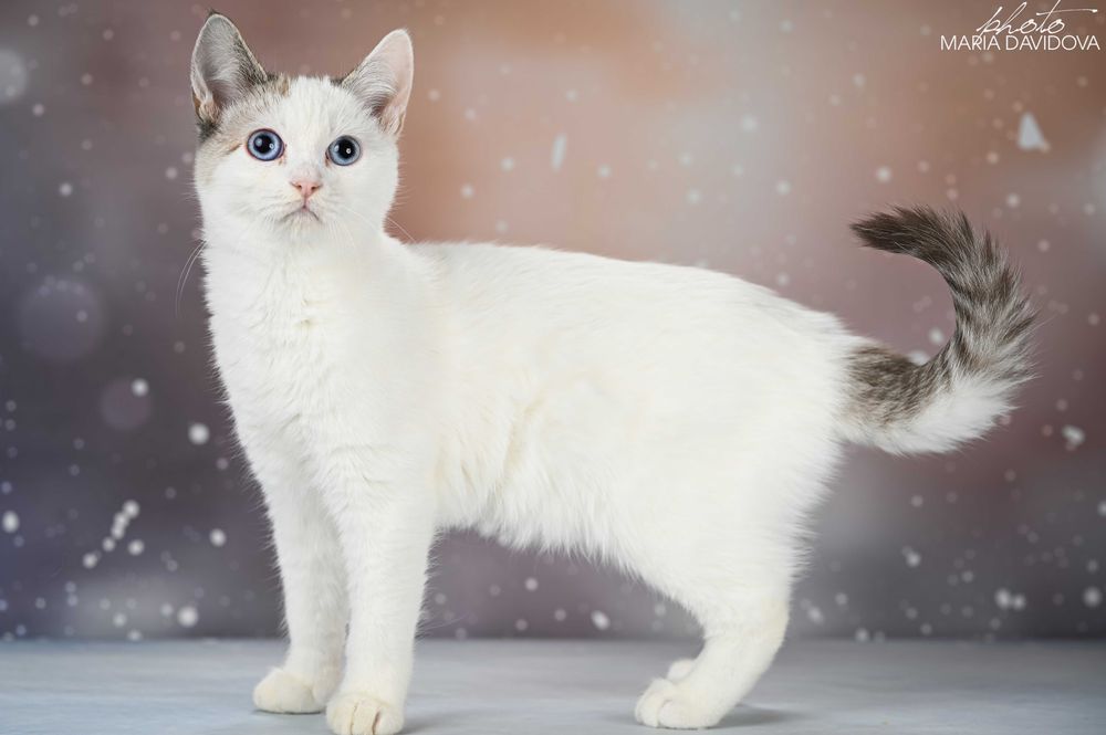 красивый котенок манчкин лонг