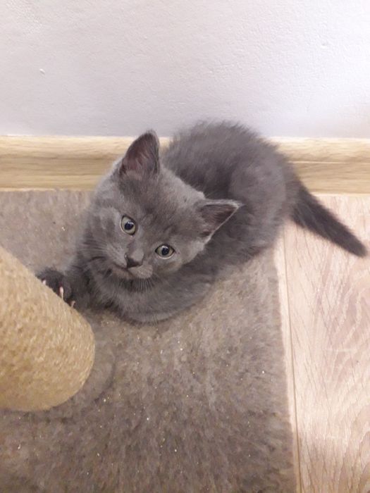 Шотландські кошенята, Scottish fold, Scottish Straight