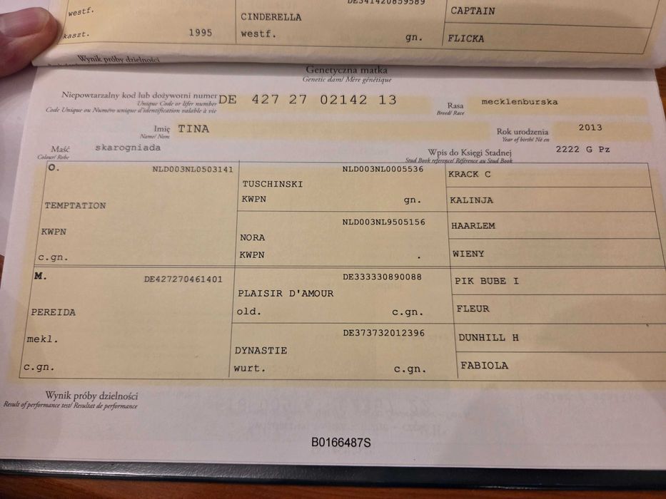 Sprzedam 3,5 latniego wałacha do sportu lub rekraacja