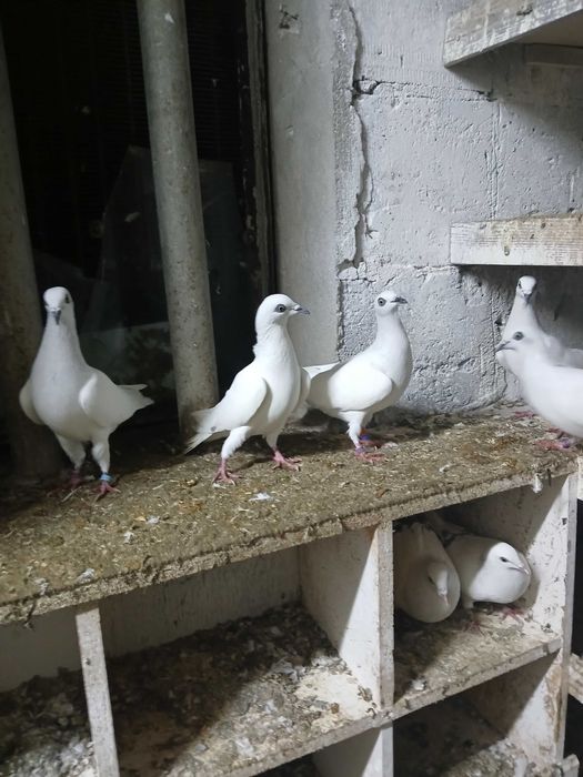 Sprzedam gołębie jasne