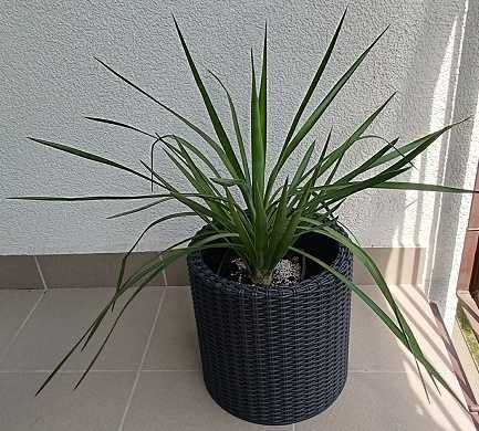 juka gloriosa mrozoodporna, zdrowa