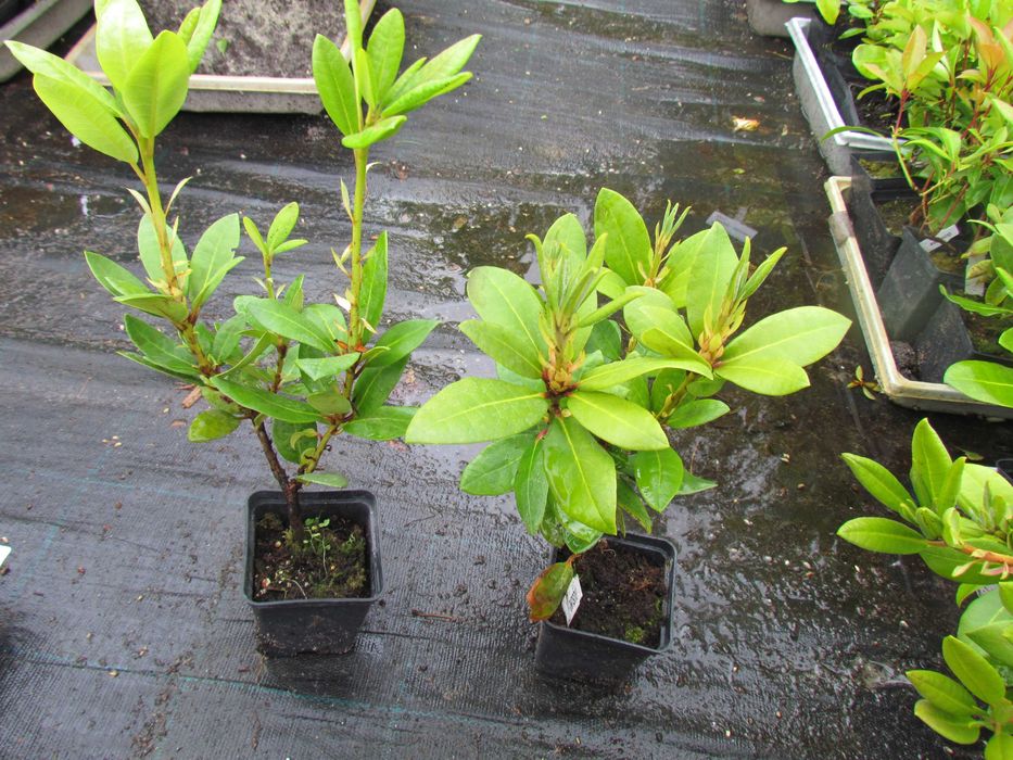 HORTENSJA Hydrangea  -  RÓŻANECZNIK Rhododendron  Lilak - Doniczka p-9