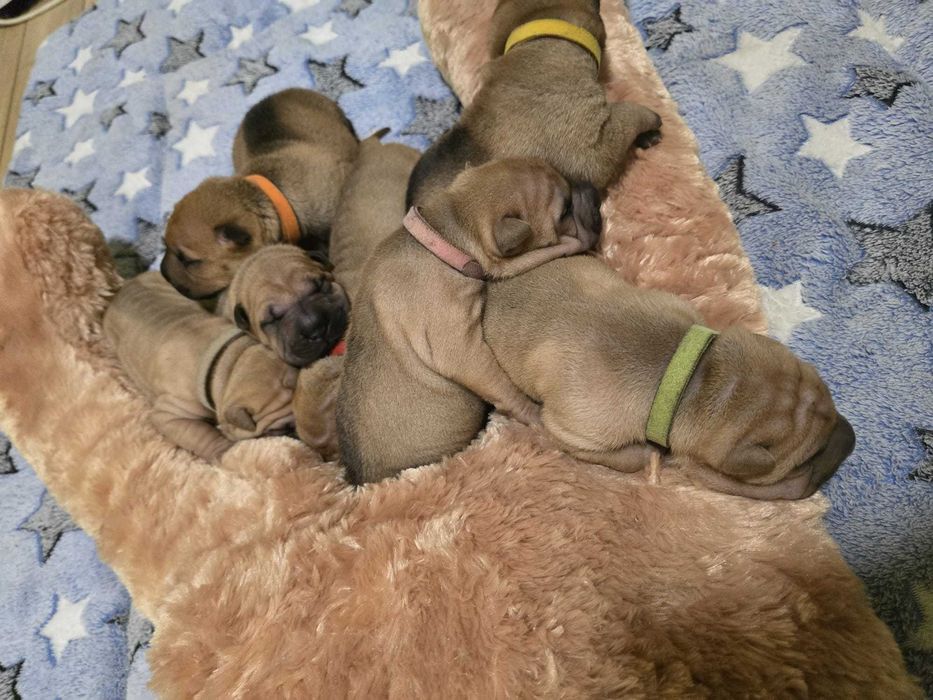Shar Pei – suczka w klasycznym umaszczeniu | Revok Box (FCI)