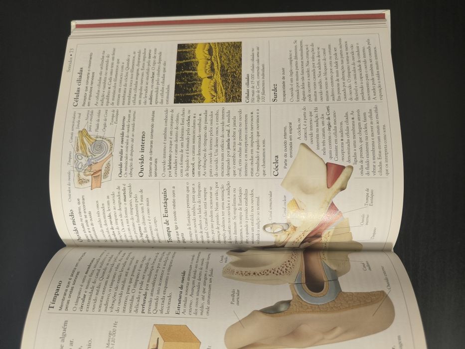 Dicionário escolar do corpo humano