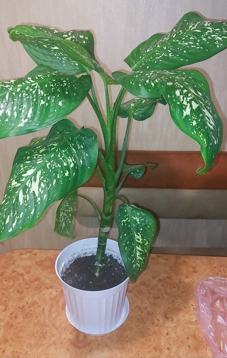 Вазон діффенбахія