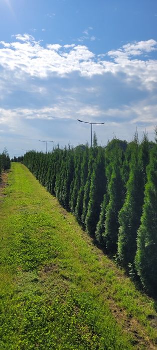 Tuja Smaragd 120 cm tuje 140 laurowisnia szmaragd 100 brabant łódz