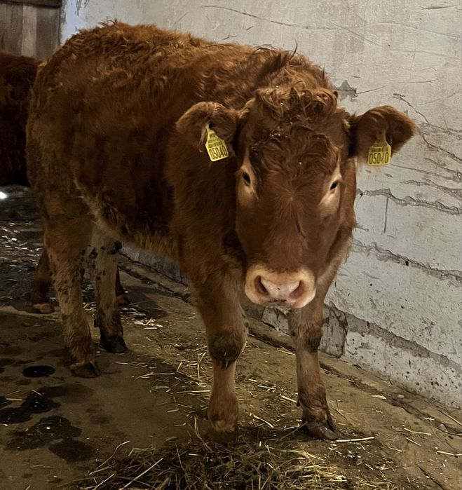 Jałówki LM odsadki