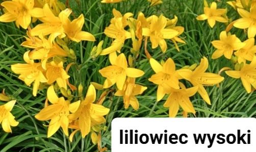 lawenda  liliowce wiesiołki