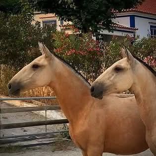 Cobrições garanhão PSL