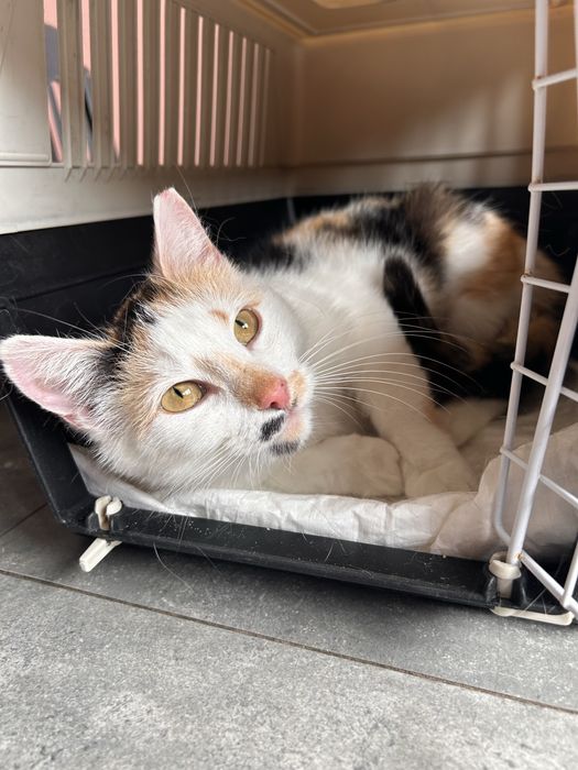 Cudowne kicie do adopcji’