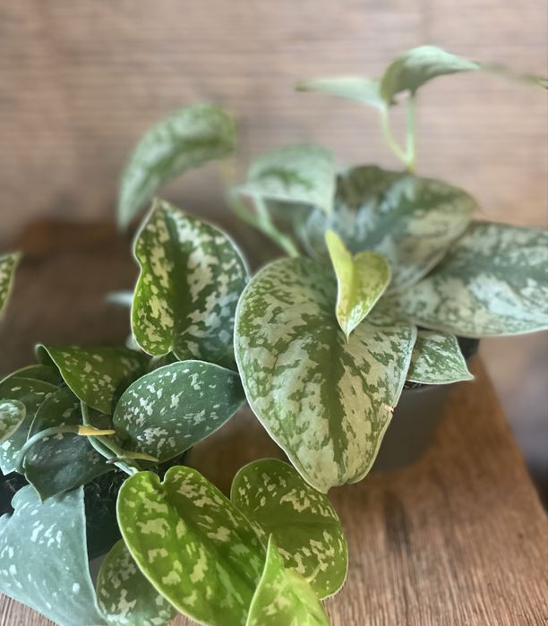 Сциндапсус Trebie/Pictus