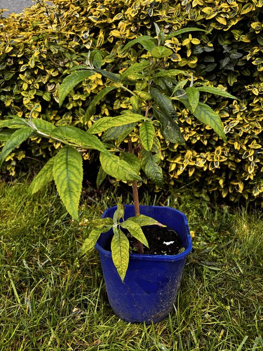 Budleja dawida jasno różowa