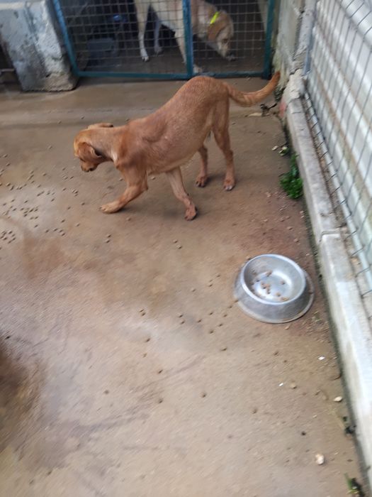 dou cachorro com 8 meses